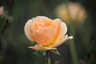 淡粉色娇艳月季花绽放