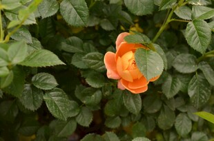 娇艳橙色玫瑰绽放绿叶间