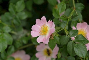 粉色蔷薇花绽放