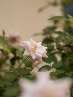 淡雅白蔷薇绽放于绿叶间