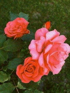 娇艳绽放的多彩玫瑰花