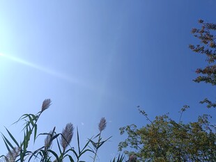 蓝天映衬下的花草