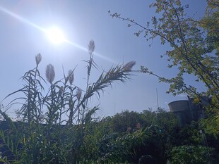 阳光下的芦苇与绿植