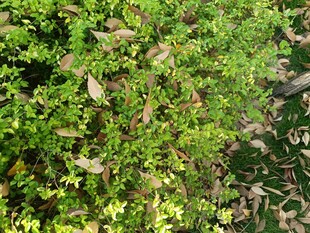 翠绿繁茂的植物枝叶