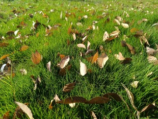 草地散落枯叶景象