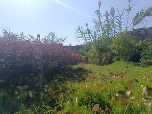 野外繁茂花草绿植景观