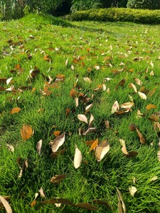 草地上散落的枯叶与绿植