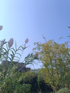 蓝天绿植花卉自然景致