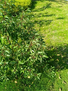 阳光下的绿植与草地