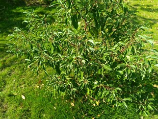 翠绿繁茂的户外植物景观