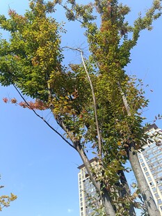 蓝天绿树高楼相映成趣