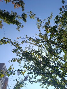 蓝天绿树相映成趣