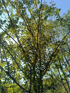 阳光下的繁茂绿树