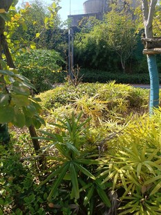 绿意盎然的户外植物景观