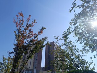 阳光下的建筑与树木