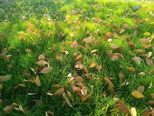 阳光下的草地与落叶