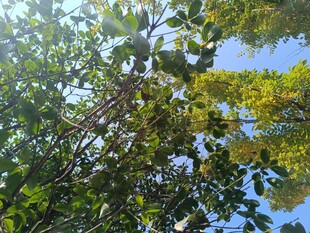 枝叶繁茂的绿意景致