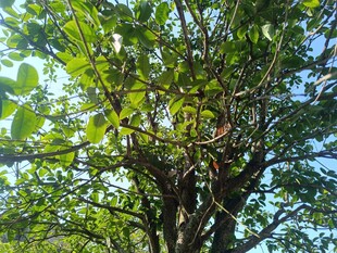 繁茂大树展现勃勃生机