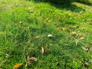 阳光下的翠绿草地