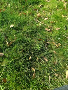 地面上的绿草与散落枯叶