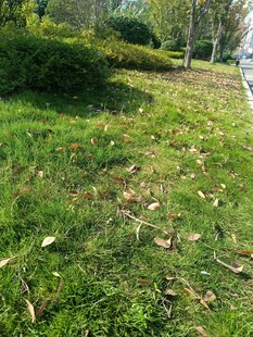 绿意盎然的草地林间景色