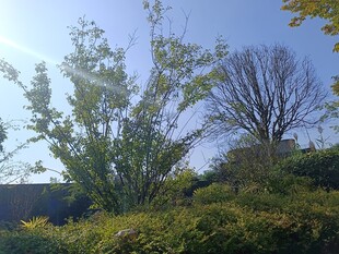 秋日户外绿植与蓝天景象