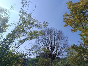 秋日树林中的树木景观