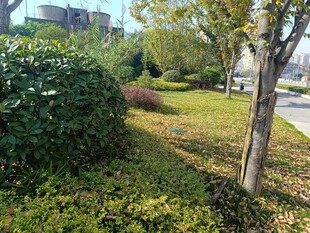 城市街边绿意盎然的景致