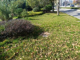 路边绿意盎然的草地景观