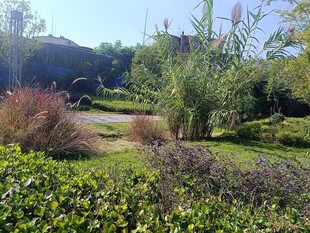 户外绿植环绕的自然场景