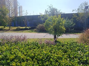 城市中的绿植景观一角