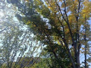 秋日林间树木景致