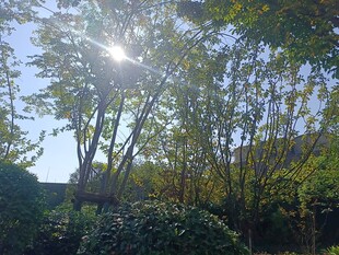 阳光洒落林间绿意盎然