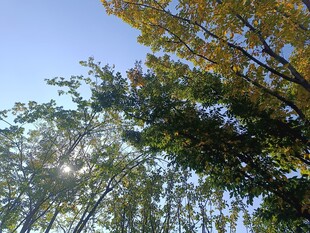 秋日林间阳光映照树木