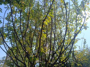 秋日阳光下的繁茂树木