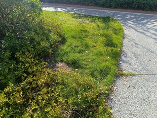 路边绿意盎然的草地