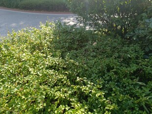 路边翠绿灌木丛