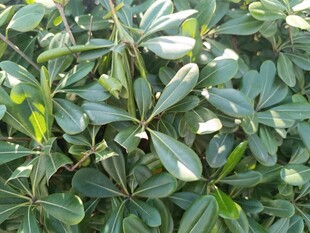 绿叶繁茂的植物景观