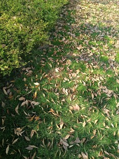 秋日草地落叶景象