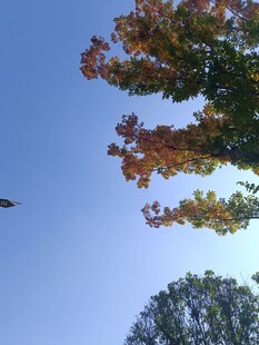 秋日树梢与蓝天美景