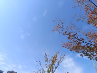 秋日蓝天树枝景致