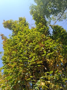 秋日葱郁树木蓝天景象