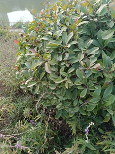 绿叶繁茂的户外植物景象