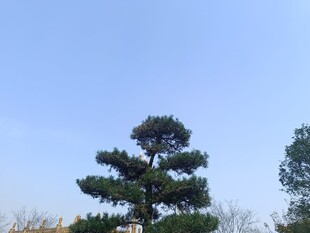 挺拔松树傲立蓝天之下