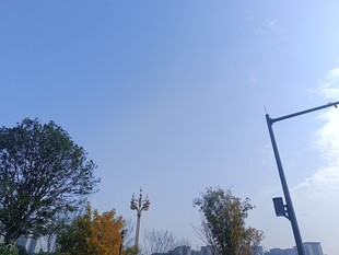 秋日街道旁的树木与路灯