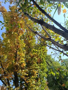 秋日斑斓树叶景观