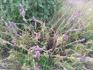 紫色野花丛中的自然景致