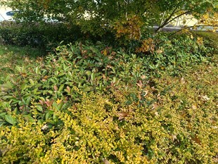 秋日繁茂的花草植被