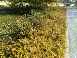 路边多彩灌木丛景观