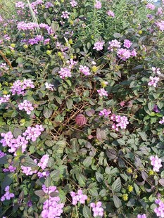繁茂紫花植物景观